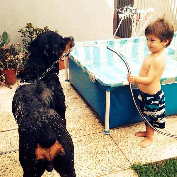 Top 6 Common Myths About Rottweilers