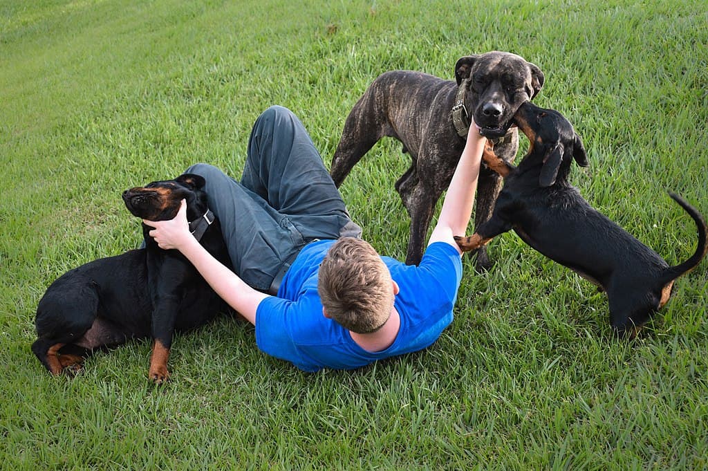 Benefits of Playing With Your Dog