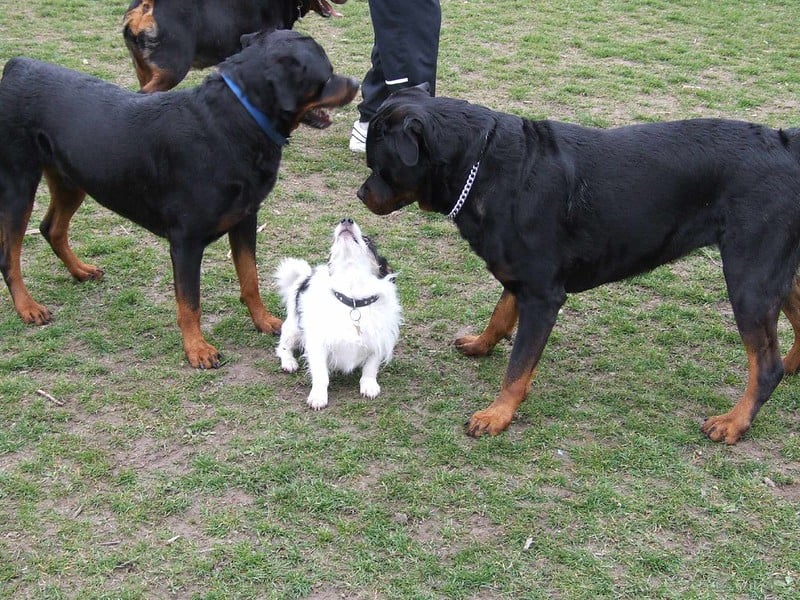 Top 6 Common Myths About Rottweilers
