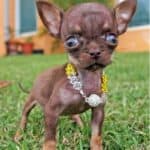 Smallest Dog Breeds Around The World