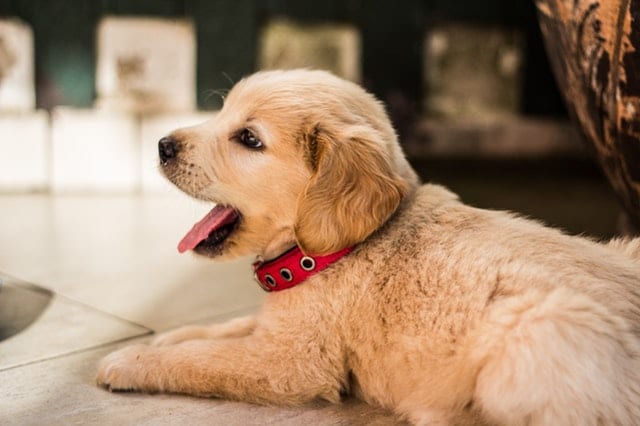 Best Trendy Dog Names: Perfect Names For Your Puppy