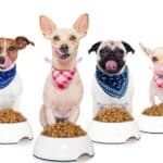Healthy homemade food for your dog