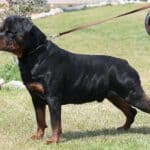 Stop Rottweiler from pulling on the leash