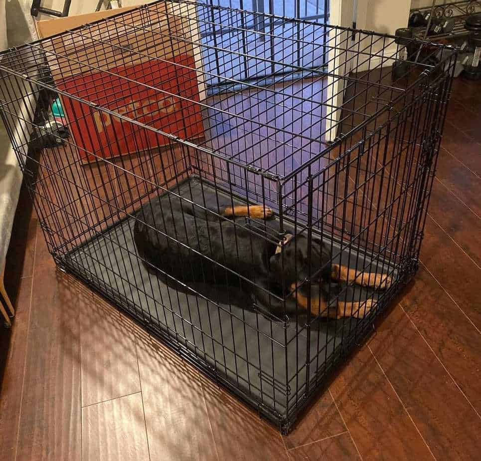 Crate Training Your Rottweiler Puppy
