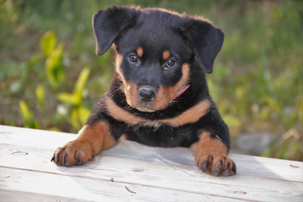 Rottweiler price-How Much Does A Quality Rottweiler Puppy Cost
