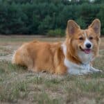 High Energy Dog Breeds