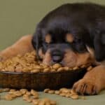 Healthy diets for a Rottweiler