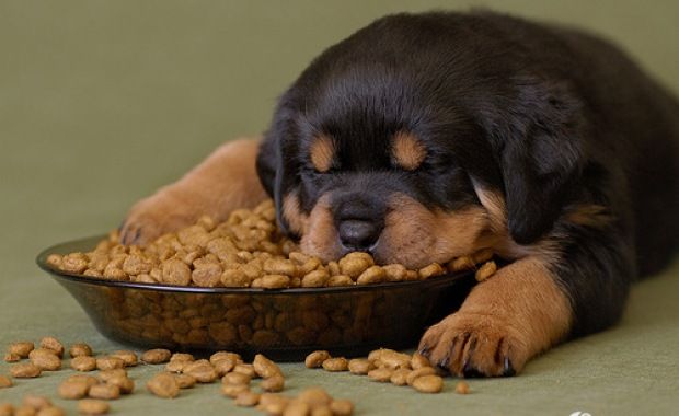 Healthy diets for a Rottweiler