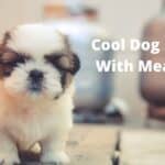 Cool Dog Names With Meanings