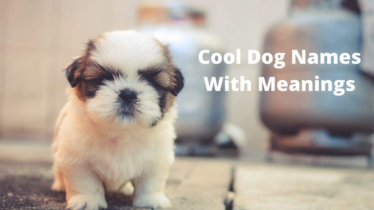 Cool Dog Names With Meanings