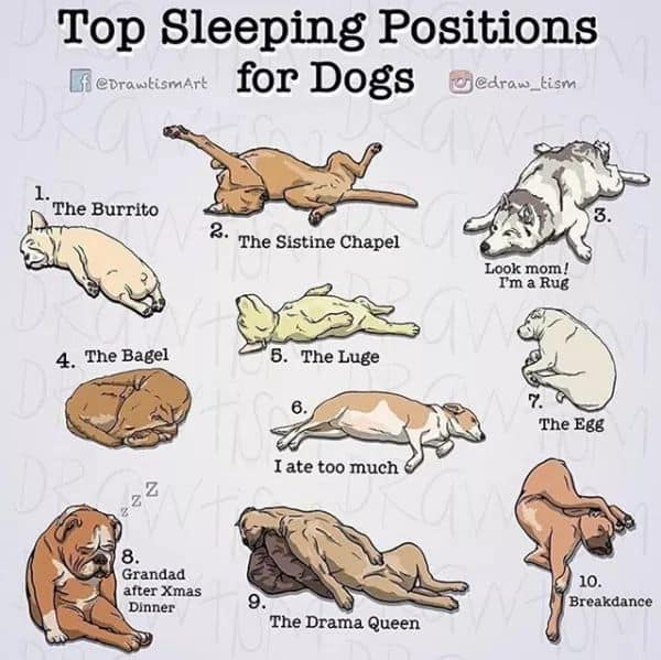 Dog sleeping positions