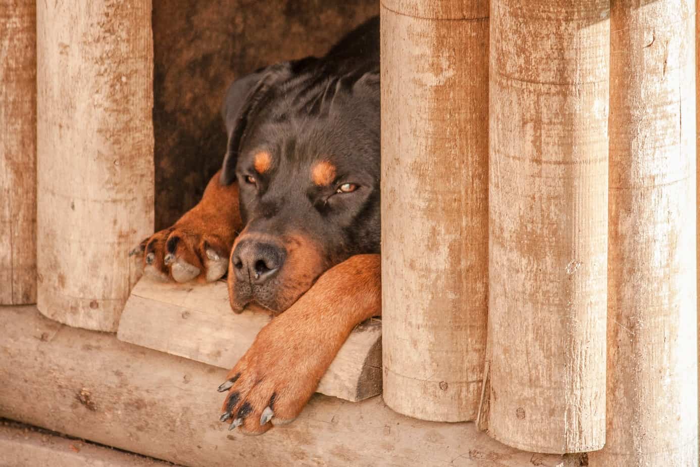 Can Rottweilers be left alone