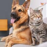 7 Dog Breeds That Get Along Well With Cats
