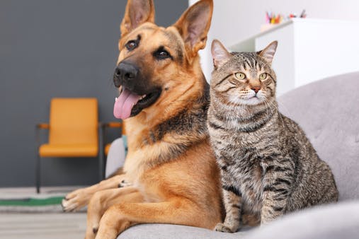 7 Dog Breeds That Get Along Well With Cats