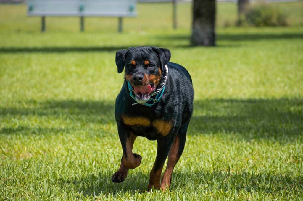 Can Rottweilers be left alone