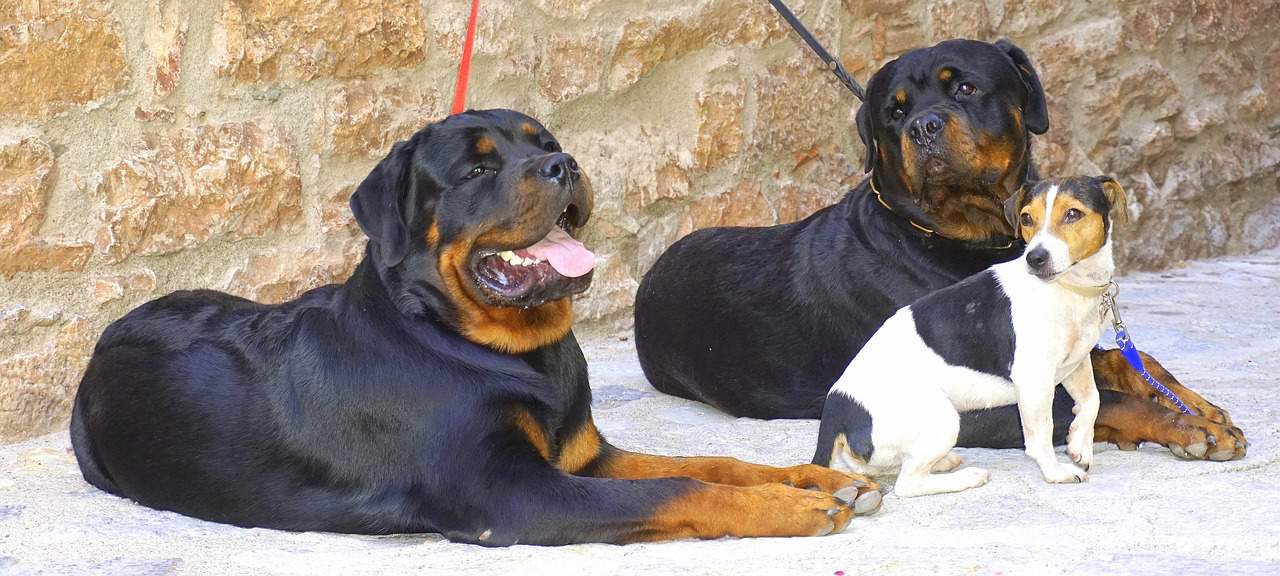 Can Rottweilers be left alone