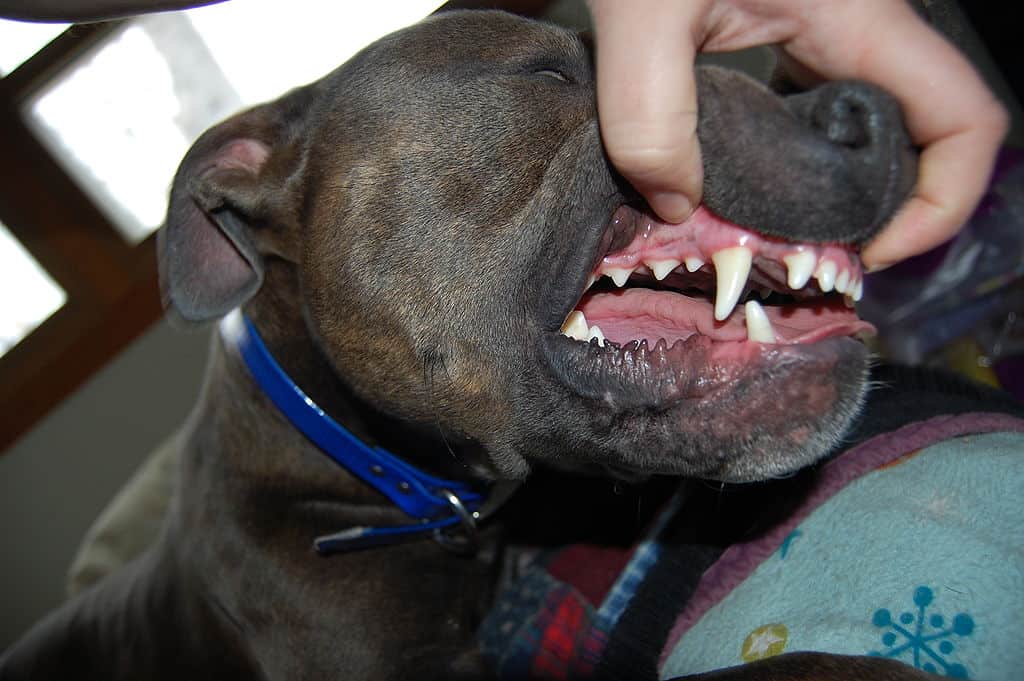Dogs Age By Teeth: Determine The Age Of A Dog By It's Teeth