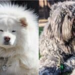 22 Small and largest fluffy dog breeds