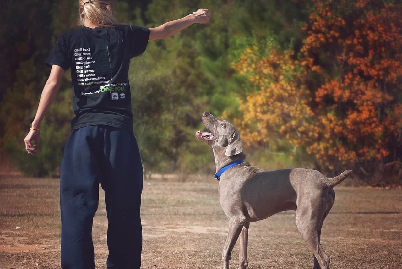 Weimaraner Dog Breed Information, Pictures, Characteristics