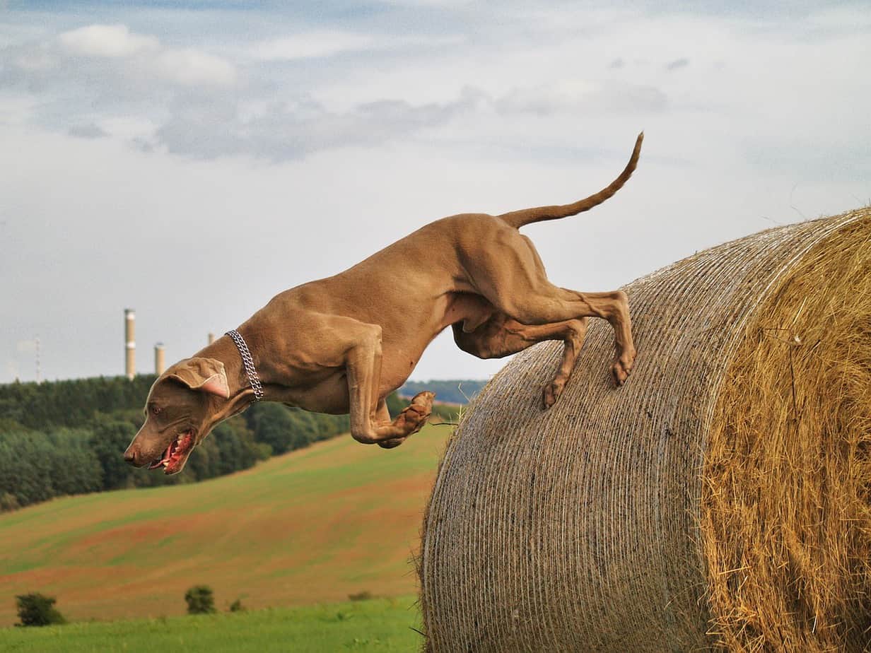 Weimaraner Dog Breed Information, Pictures, Characteristics