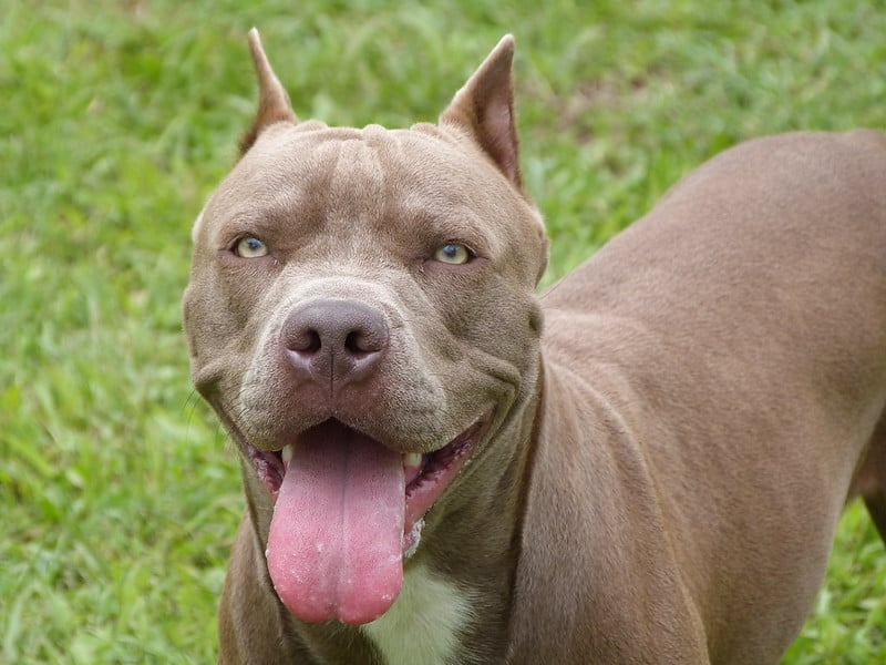 Top 10 Most Dangerous Dog Breeds Around The World