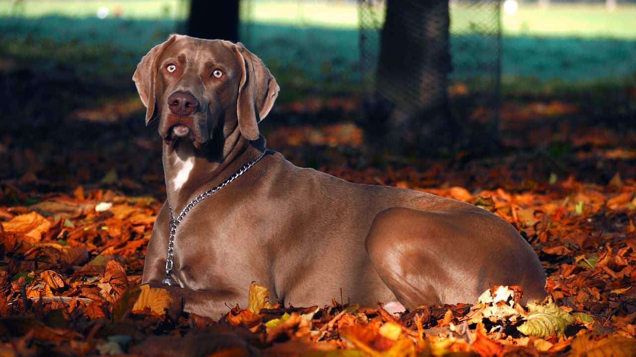 Weimaraner Dog Breed Information, Pictures, Characteristics