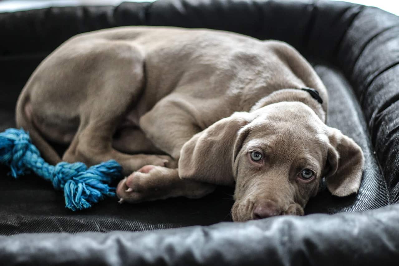 Weimaraner Dog Breed Information, Pictures, Characteristics