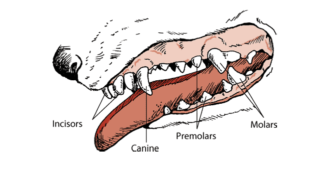 Dogs Age By Teeth: Determine The Age Of A Dog By It's Teeth