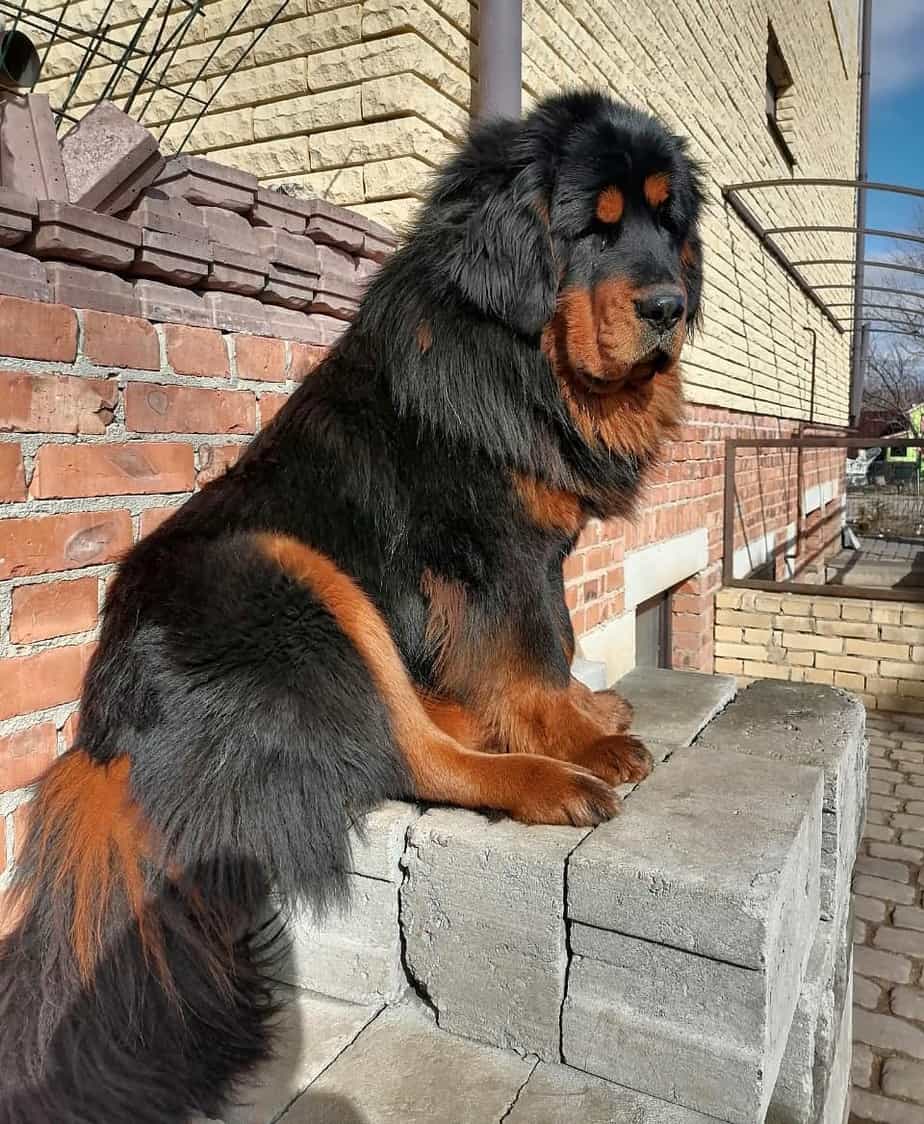 Tibetan Mastiff Dog Breed 