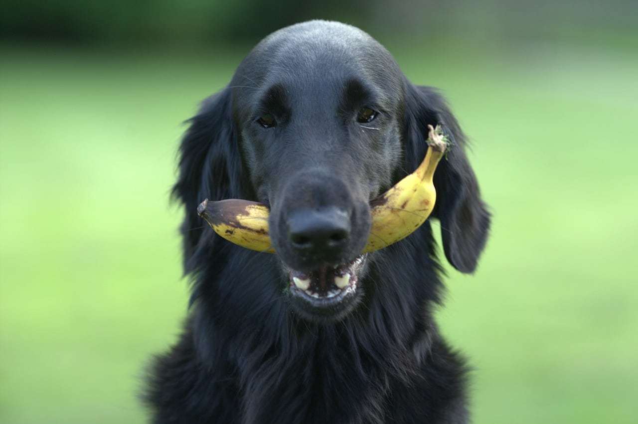 Fruits and Vegetables that are Safe for Dogs