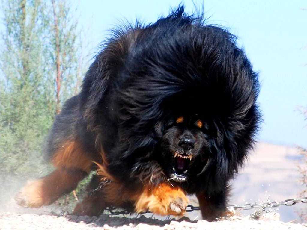 Tibetan Mastiff Dog Breed Angry