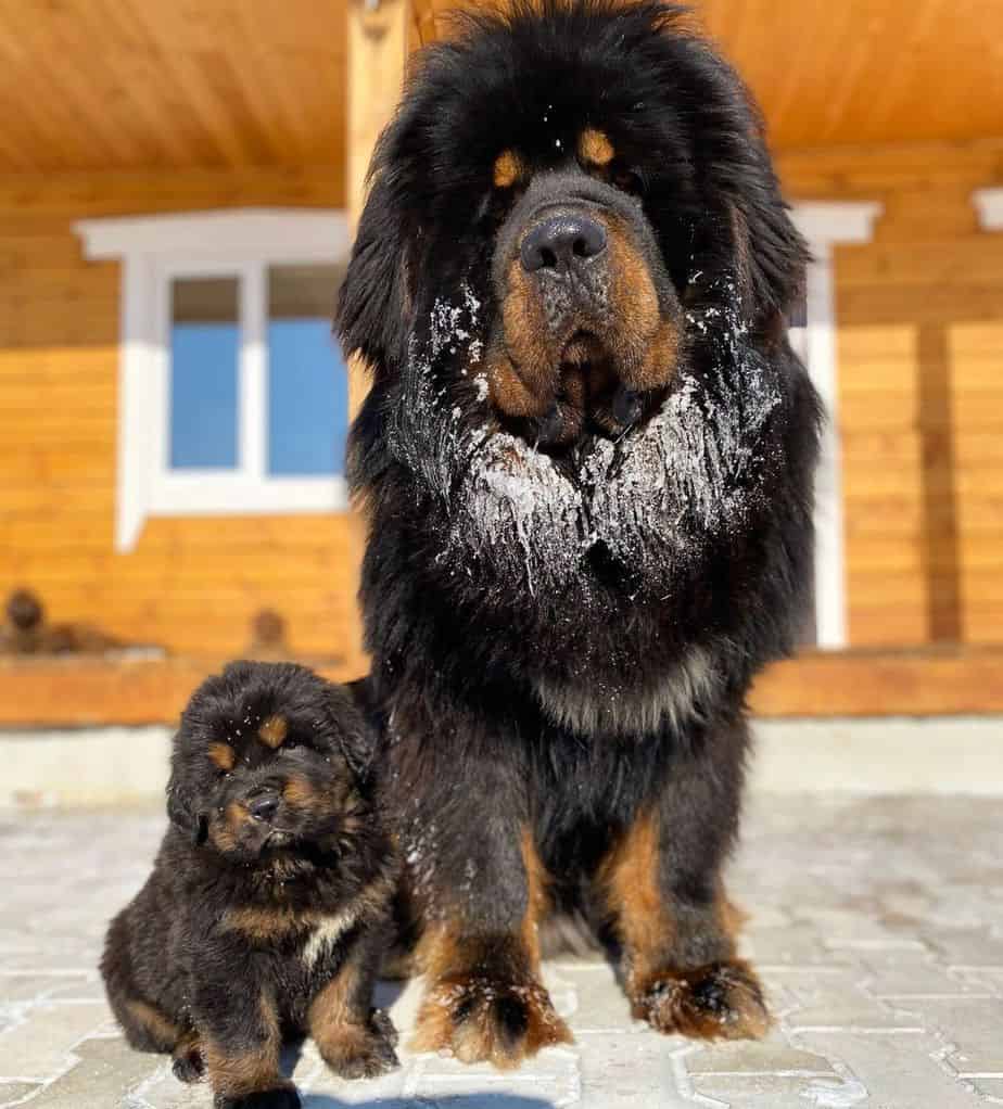 Tibetan Mastiff Dog With Puppy dog