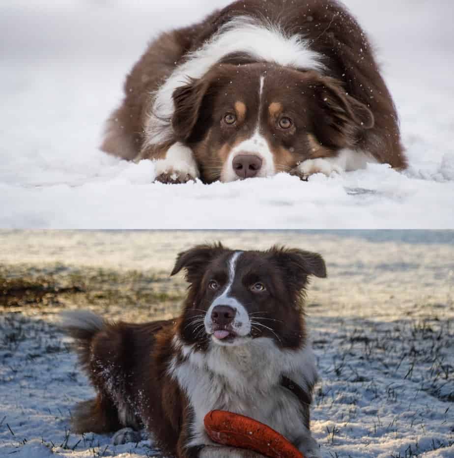 Australian Shepherds vs Border Collie Differences And Similarities