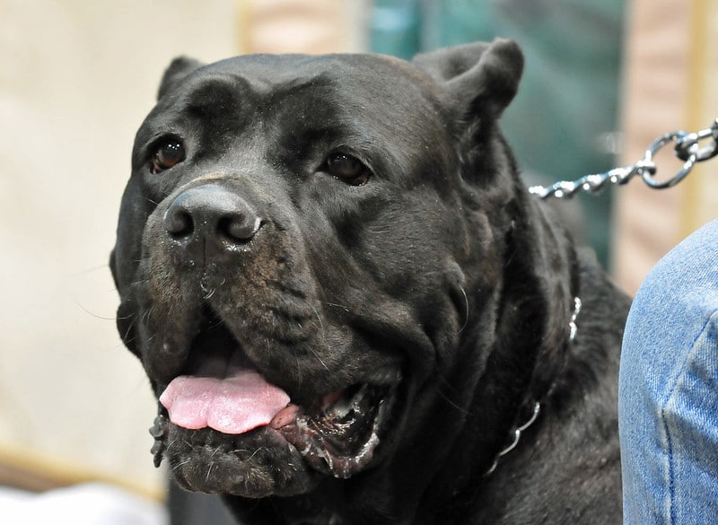 History of the Cane Corso