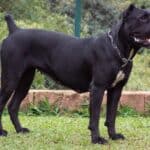 The Appearance Of Cane Corso Dog