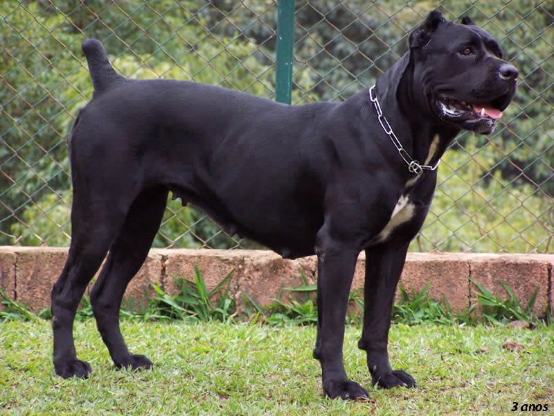 The Appearance Of Cane Corso Dog 