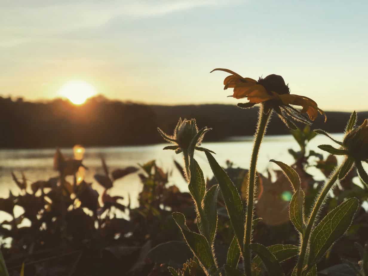 closeup photo of yellow flowers near body of water during golden hour