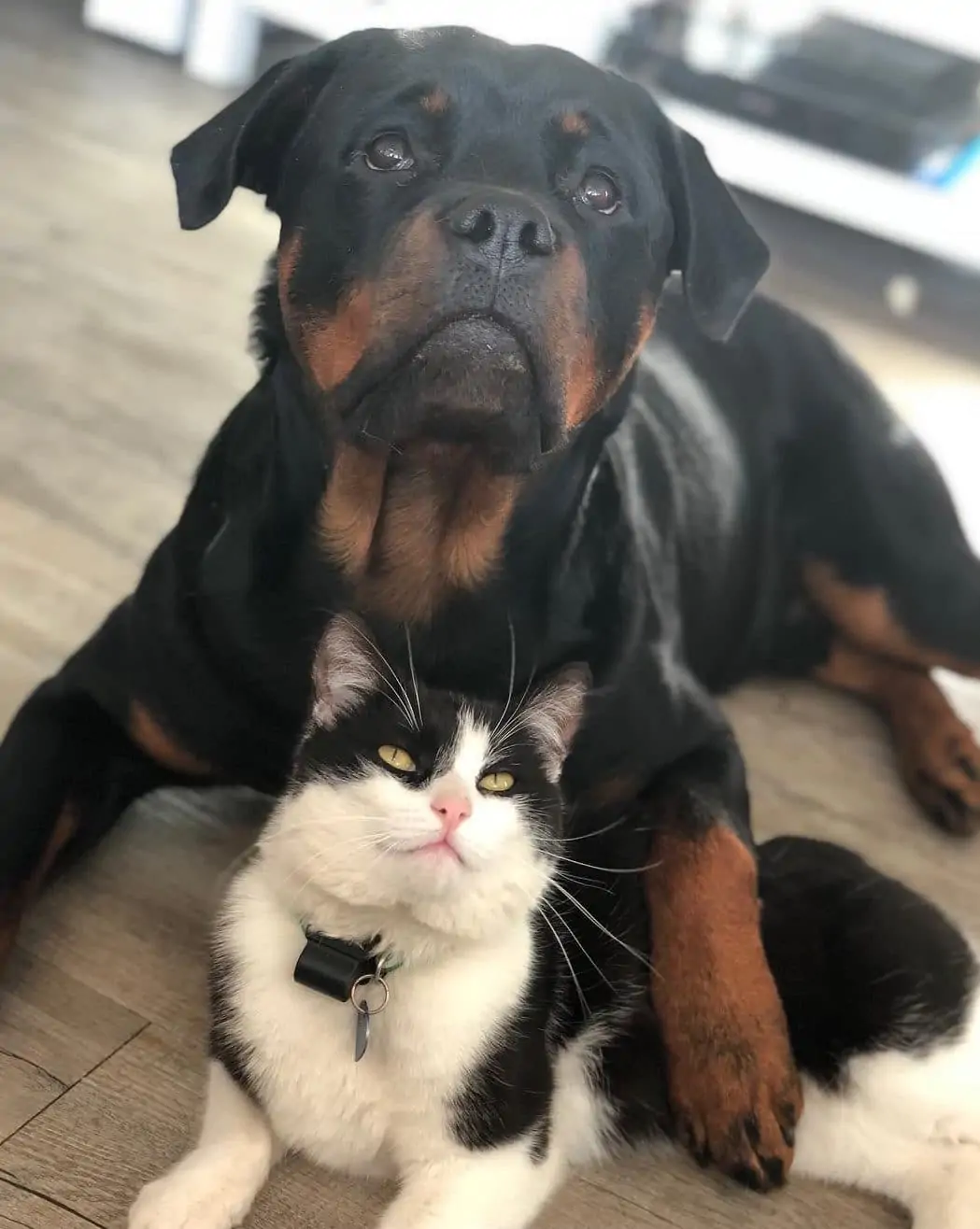 Are Rottweiler Puppies Good With Cats
